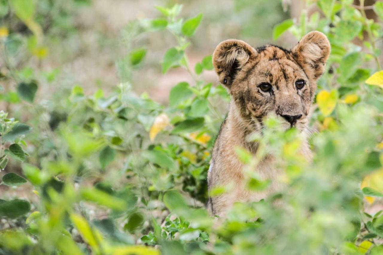 Marataba Safari Lodge Hartbeestfontein Luaran gambar